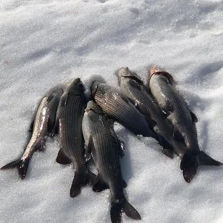 Πανσιόν Pasvik Taiga *